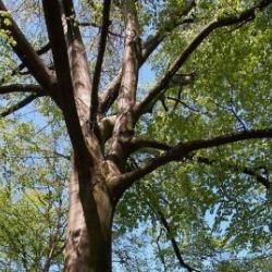 Dnem stromů si svět od poloviny 20. století připomíná „plíce“ planety