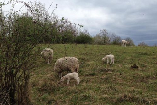 Foto: I letos se do vzácných přírodních oblastí Prahy vrací stáda skotu, ovcí a koz