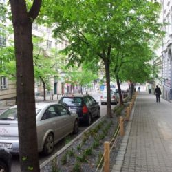 Praha má novou příručku, jak sázet stromy v ulicích