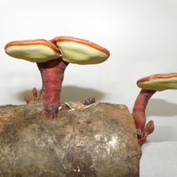 Zázračná houba Reishi