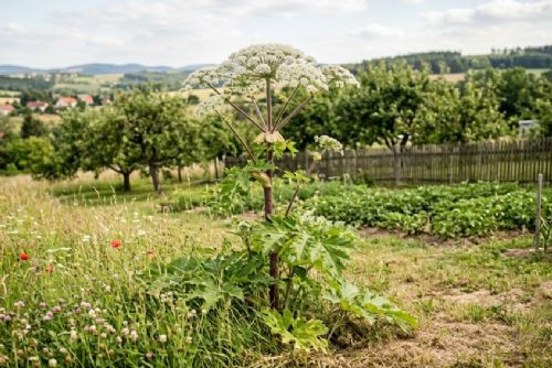 obrázek:Bolševník právě kvete. Odborníci doporučují zasáhnout co nejdříve, nebezpečná rostlina může způsobit těžké popáleniny
