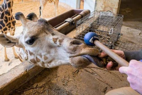 obrázek:Johanka z pražské zoo zvládá odběry krve bez uspání