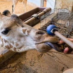 Johanka z pražské zoo zvládá odběry krve bez uspání