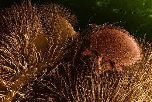 Foto: Katastrofální úhyn včel: Klimatické změny a nemoci v Česku ohrožují včelařství