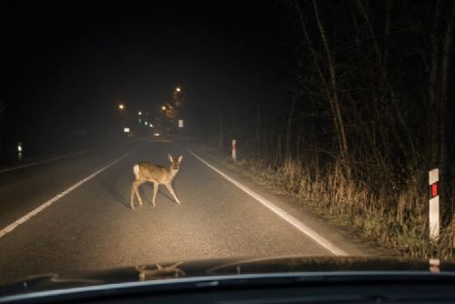 obrázek:Střety se zvěří v Praze: 27 nehod za půl roku, nejvíce na Českobrodské