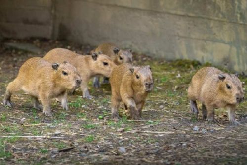 obrázek:Zoo Praha hlásí rekord: sedm mláďat kapybar v jednom vrhu v Troji