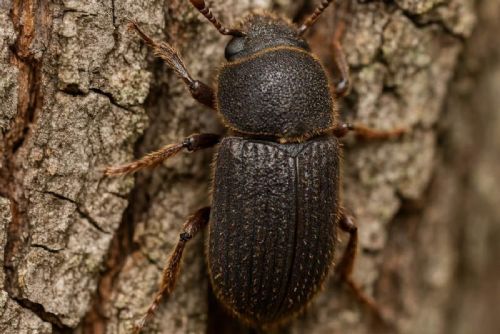 obrázek:Brdy se zotavují: kůrovec ustupuje a lesy se mění