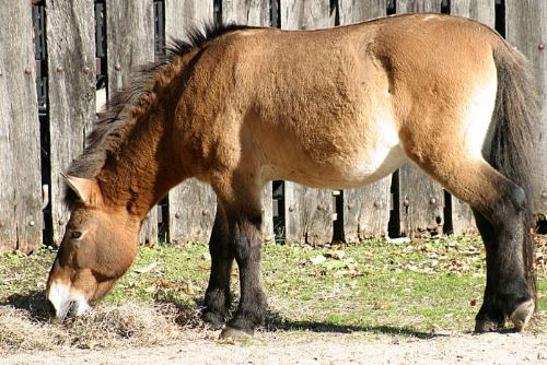 obrázek:Návrat legendárních koní Převalských do pražské zoo