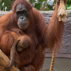 Nové mládě orangutana v pražské zoo dostalo jméno Harapan