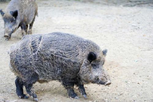 obrázek:V Klánovicích přibývají střety s divokými prasaty. Radnice nechala odstřelit bachyni a město povolilo lov