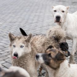V Rousínově našli veterináři 27 psů a koček ve špatném stavu. U zásahu byla policie