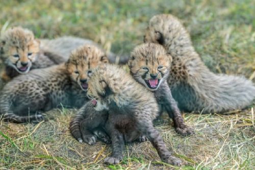 obrázek:V Zoo Praha se po osmi letech narodilo pět mláďat kriticky ohroženého geparda, veřejnost je uvidí v srpnu