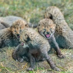 V Zoo Praha se po osmi letech narodilo pět mláďat kriticky ohroženého geparda, veřejnost je uvidí v srpnu