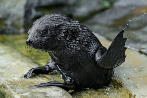 obrázek:Zoo Praha po sedmi letech přivítala lachtaní mládě. Jabulani se poprvé ukázal návštěvníkům