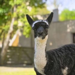 Jihlavská zoo představila mládě alpaky, po zimě se otevřela voliéra Delta Paraná