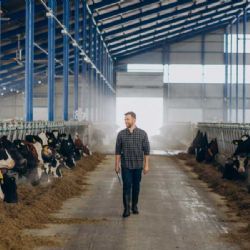 Jihomoravští chovatelé zvýšili produkci mléka, bojí se nízké porodnosti telat