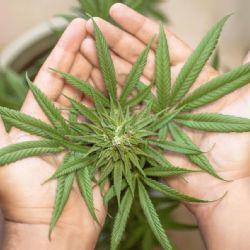 Marihuana - lék či zátěž pro zdraví?
