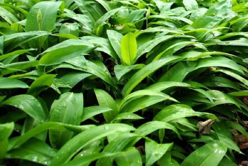 obrázek:Medvědí česnek láká sběrače: v Praze platí v rezervacích zákaz a hrozí pokuty