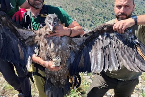 obrázek:Pražská samice orlosupa Alhorí byla vypuštěna v Sierra Nevadě. Do přírody míří s GPS vysílačkou