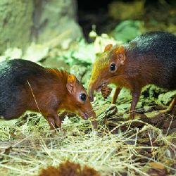Pražská zoo slaví: první odchov bércounů Petersových v ČR