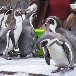 Pražská zoo: vstup 100 Kč, senioři 70+ za 1 Kč