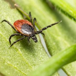 Teplé počasí zvýšilo aktivitu klíšťat. Hygienici hlásí 53 případů boreliózy