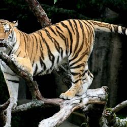 Tygr ze Vsetína našel domov v liberecké zoo: Varování před nelegálním chovem