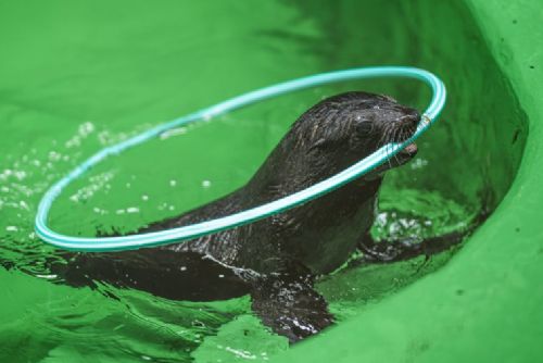 obrázek:V Zoo Praha se poprvé představil nový lachtaní sameček. Pravnuk Gastona má 14 kilogramů