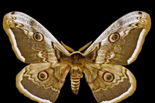 obrázek:Výzkum řadí Milovice mezi evropsky nejbohatší lokality nočních motýlů. Data ověří entomologové