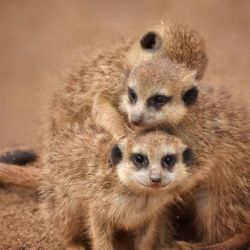 ZOO Plasy chce topit šetrněji. Sbírkou na tepelná čerpadla pomůže zvířatům i přírodě
