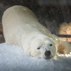 Zoologické zahrady v ČR se adaptují na horké léto