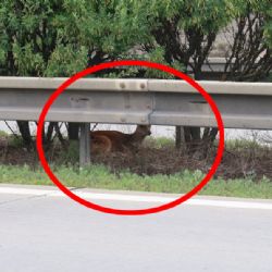 Zraněný daněk zastavil D5 u Heřmanovy Hutě. Po střetu s autem uvízl mezi svodidly