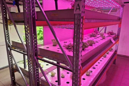 obrázek:Jeseteři a zelenina bez půdy: školní aquaponická učebna v Čakovicích