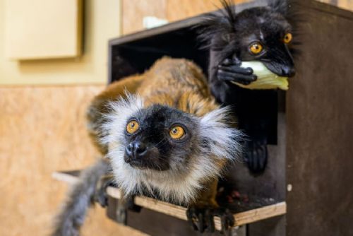 obrázek:Lemuři tmaví se po deseti letech vrátili do Zoo Praha. Pár už objevuje ostrov u lanovky