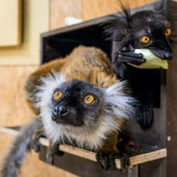 Lemuři tmaví se po deseti letech vrátili do Zoo Praha. Pár už objevuje ostrov u lanovky