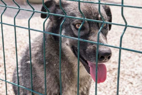 obrázek:Útulek Bouchalka v Buštěhradu zůstává pod kontrolou veterinářů