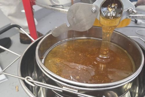 obrázek:Včely ve vozovně Vokovice letos vyprodukovaly 110 kilogramů medu. DPP pokračuje v podpoře biodiverzity