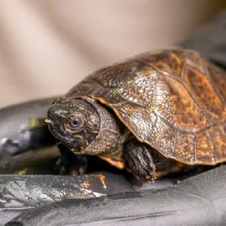 Zázrak v Zoo Praha: první přirozený odchov ohrožených orlicií bornejských