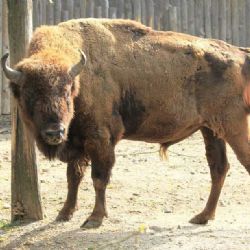 Zoo Praha otevřela nový domov pro zubry: ožívá lesostep v Dolních Počernicích