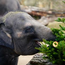 Zoo Praha použije vánoční stromky jako krmení pro zvířata
