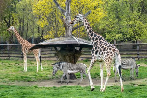 Foto: Africká savana v Zoo Praha je znovu obydlená