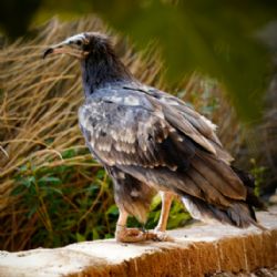 Anahita, sup se silným příběhem, dorazil z Bejrútu do Zoo Praha
