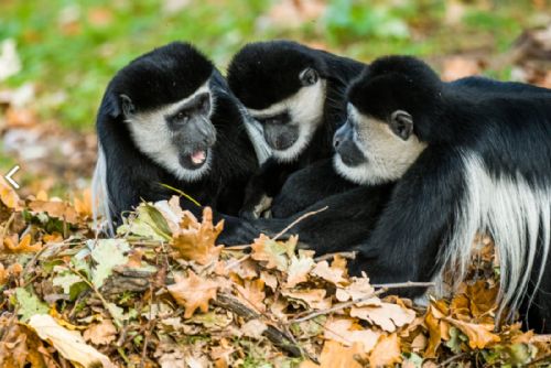 Foto: Barevný podzim v Zoo Praha láká návštěvníky i zvířata