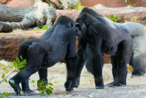Foto: Gorilí rodina v Zoo Praha je pohromadě. Nováčci se spojili se zbytkem skupiny