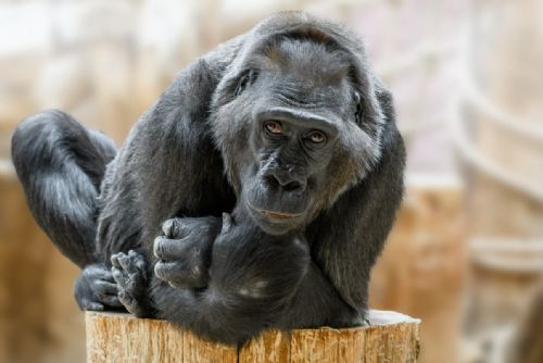 Foto: Gorilí samice Kamba oslaví 50. narozeniny