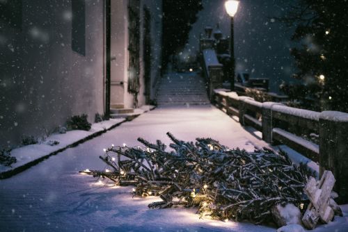 obrázek:Jak se správně zbavit vánočního stromku? Do popelnice nepatří