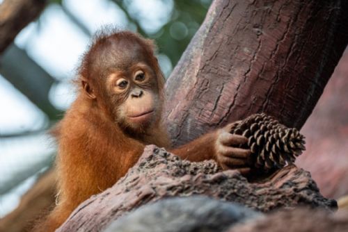 Foto: Kawi slaví druhé narozeniny. Orangutaní mládě prospívá a je nadějí pro svůj druh