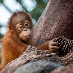 Kawi slaví druhé narozeniny. Orangutaní mládě prospívá a je nadějí pro svůj druh