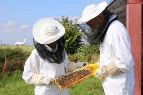 Foto: Letiště Praha získalo 8. zlatou medaili za svůj med. Při chovu včel využívá moderní technologie