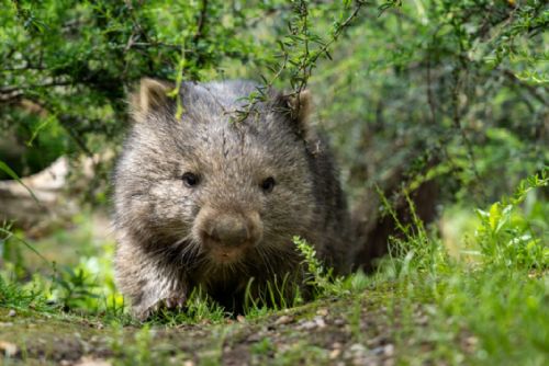 Foto: Nezapomenutelný den s vombaty v Zoo Praha